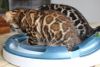 Top Class Pure Bred Bengal Cubs!