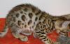 Bengal Kittens Ready Now