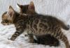 Male and female Bengal Kittens available now