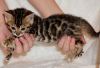 Bengal Kittens Sweet Cute charming Babies