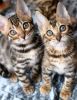 Bengal kittens ready for new home .