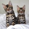 cute and adorable Bengal kittens for good homes