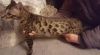 Adorable and well trained Bengal M/F Kittens ready for a new homes,