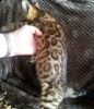Bengal kittens available for a new home