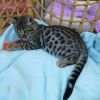 Special bengal kittens ready