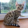 Playful Bengal kittens need homes