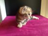 Cute baby Bengal Kitten available