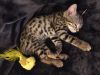 Female Golden Bengal Kitten