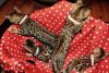 Pure Bengal Kittens. TEXT (xxx) xxx-xxx3