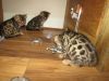 Amazing bengal kittens for new Homes