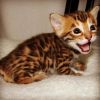 Bengal kittens ready to go now