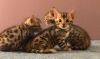 Tica Brown Spoted Rosetted Bengal Kittens Ready