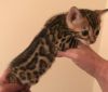 cute male and female bengal kitten for a new home for sale