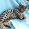 very special and adorable bengal kittens