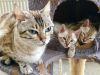 Bengal kittens for adoption free