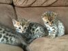 Cute Bengal kittens Available