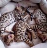 cute male and female Bengal kittens