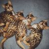 Exotic Bengal Kittens