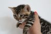 Bengal Kittens Pedigree/registerd Top Show Lines