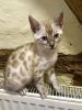 Stunning Bengal Kitten