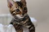 vmncnbdf Bengal Kittens for new home