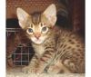 Bengal brown spotted friendly pedigree