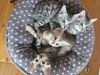 3 Bengal Kittens