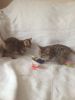 Gorgeous Bengal Kittens