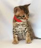 Gorgeous Bengal Kittens For Sale - Gccf Registered
