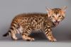 £495 15 minutes ago For Sale Cats Bengal Uxbridge Contact the S