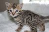 PPure Breed Bengal Kittens