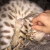 ...unyt ADORABLE BENGAL KITTENS AVAILABLE NOW