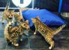 Amazing bengal kittens with xxxxxxxxxx