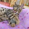 Bengal kittens for great homes