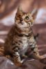 For Adoption Bengal Kittens Ready For New Home