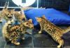Leopard making bengal kittens x 724 xx 398 xx 9593