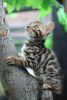 Beautiful Bengal Kittens for sale
