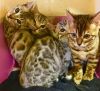 sweet bengal kittens for lovely homes