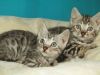 Stunning Bengal kittens for sale