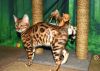 Bengal Kittens, From Health Tested Cats Ready
