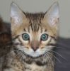 Outstanding Rosetted Male Bengal Kitten 