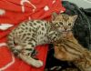 5 Beautiful Pedigree Bengal Kittens
