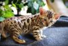 Male And Female Bengal kittens For Sale Now