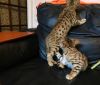 **2 Pedigree Silver Spotted Male Bengal Kittens**