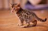 Bronze (black) spotted Bengal kittens