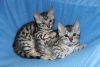 We offer Bengal Kittens for sale.