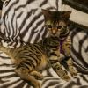 Bengal Kitten Male 4 Sale