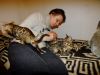 Bengal house kitten leopards for new homes