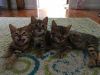 Kittens For Sale! Sweet bengal babies.