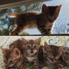 TICA Registered Bengal Kittens! For Sale